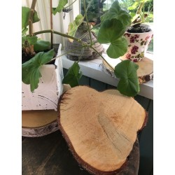 Puukiekot 10 cm, koivu