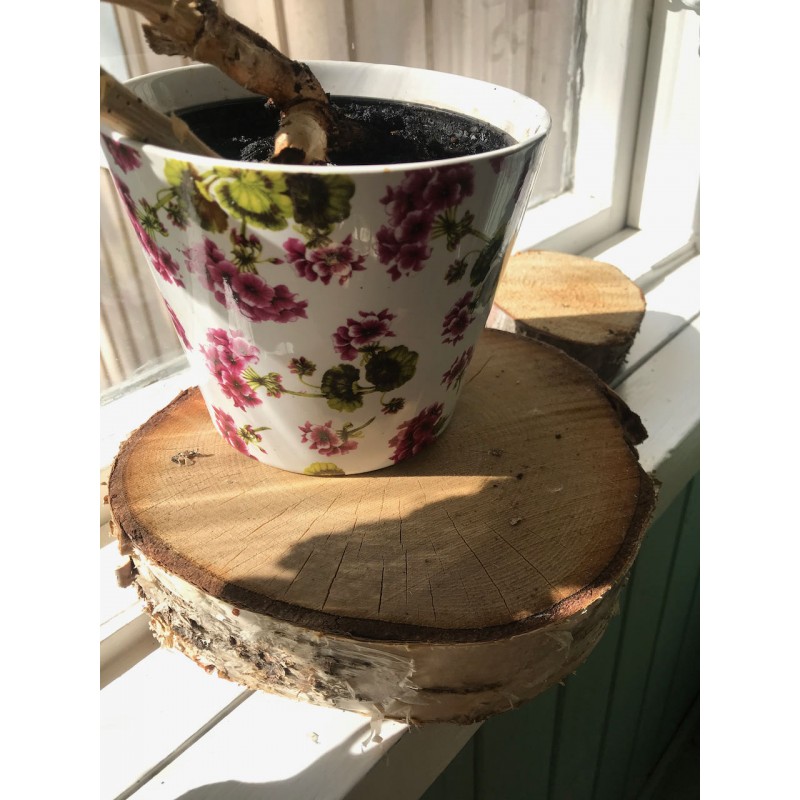 Puukiekot 25 cm, koivu